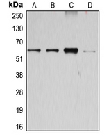 CPA1170-100ul - Cyclin B1