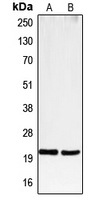 CPA1178-100ul - CD3