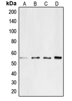 CPA1179-100ul - CD4