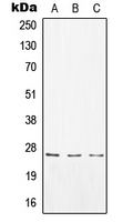 CPA1180-100ul - CD8