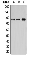 CPA1182-100ul - CD19