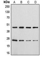 CPA1184-100ul - CD28