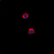 CPA1185-100ul - CD40