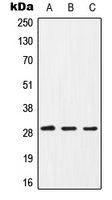 CPA1186-100ul - CD154 / CD40L