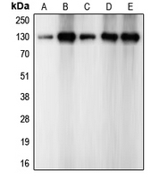CPA1200-100ul - Cadherin-2