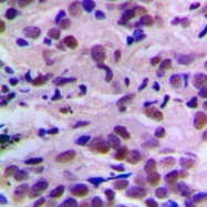 CPA1204-100ul - CDK2
