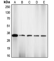 CPA1204-100ul - CDK2