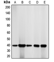 CPA1206-100ul - CDK7