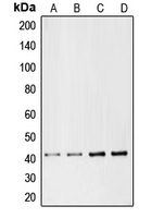 CPA1246-100ul - Chemokine receptor-like 1