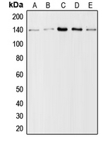 CPA1250-100ul - Collagen type I alpha 2 chain