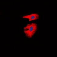 CPA1251-100ul - Collagen type I alpha 2 chain