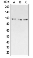 CPA1253-100ul - Collagen type III alpha 1 chain