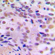 CPA1267-100ul - CREB1