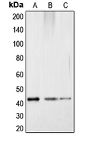 CPA1267-100ul - CREB1