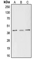 CPA1268-100ul - CREB1