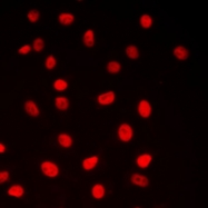 CPA1269-100ul - CREB1