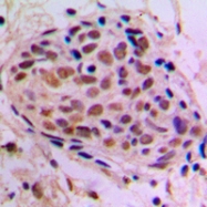 CPA1269-100ul - CREB1