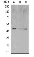 CPA1269-100ul - CREB1