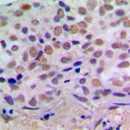 CPA1270-100ul - CREB1