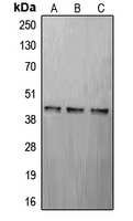 CPA1270-100ul - CREB1