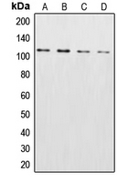 CPA1277-100ul - XPO2 / Exportin-2