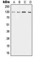CPA1278-100ul - CD131 / CSF2RB
