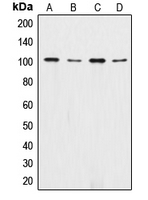 CPA1292-100ul - Catenin alpha 1/2