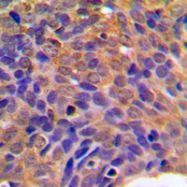 CPA1293-100ul - Catenin beta-1