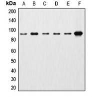 CPA1293-100ul - Catenin beta-1