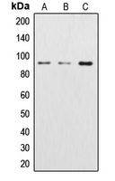CPA1294-100ul - Catenin beta-1