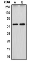 CPA1327-100ul - CYP26A1