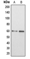CPA1329-100ul - DAB1