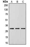 CPA1346-100ul - DLX5