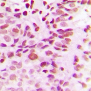 CPA1349-100ul - DNMT3B