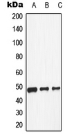 CPA1350-100ul - Dopamine D1 receptor
