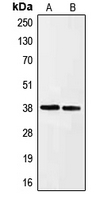 CPA1367-100ul - Ephrin-A3