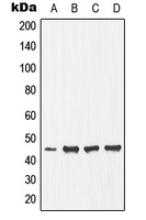 CPA1369-100ul - Ephrin-B1