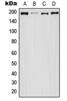 CPA1371-100ul - EGFR / ERBB1