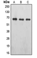 CPA1394-100ul - Erythropoietin receptor