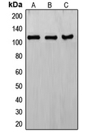 CPA1397-100ul - ERCC4