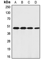 CPA1406-100ul - Thrombin receptor / F2R