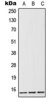 CPA1411-100ul - FABP1