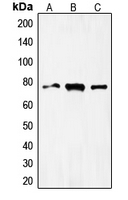CPA1431-100ul - FOXO1A