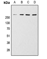 CPA1443-100ul - mTOR / FRAP1