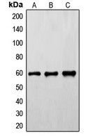 CPA1449-100ul - FYN