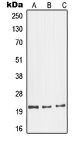 CPA1464-100ul - Glucagon