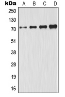 CPA1476-100ul - GCLC / GLCLC