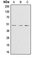 CPA1478-100ul - Glutamine synthetase