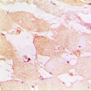 CPA1484-100ul - CD183 / CXCR3