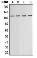 CPA1506-100ul - mGluR5 / GRM5